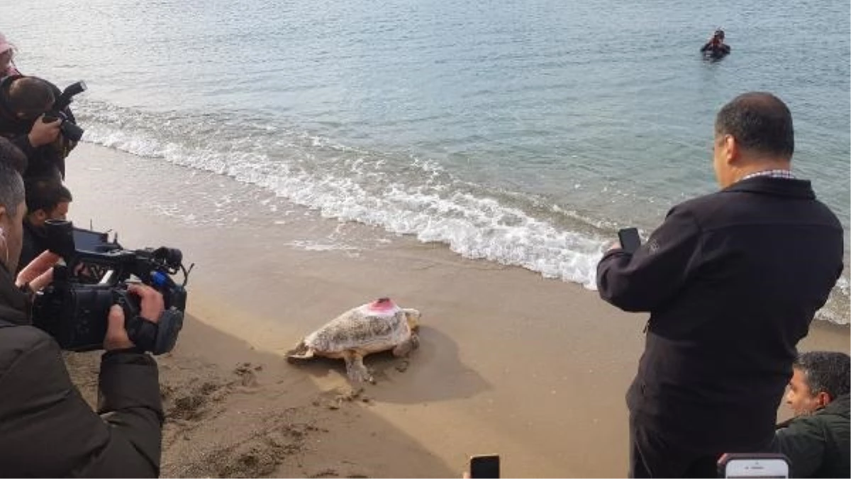 Akdeniz\'in en uzun süre izlenen kaplumbağası Tuba\'nın sinyali kesildi