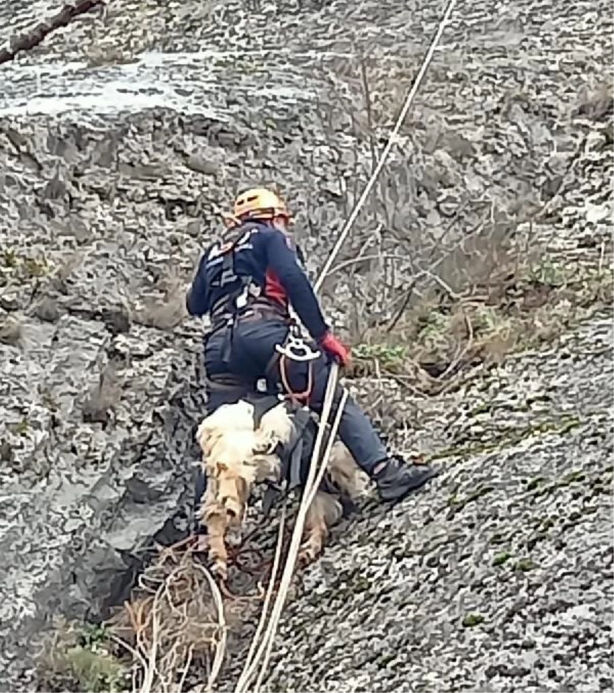 Amasya\'da düştüğü kayalıklarda mahsur kalan keçi AFAD ekiplerince kurtarıldı