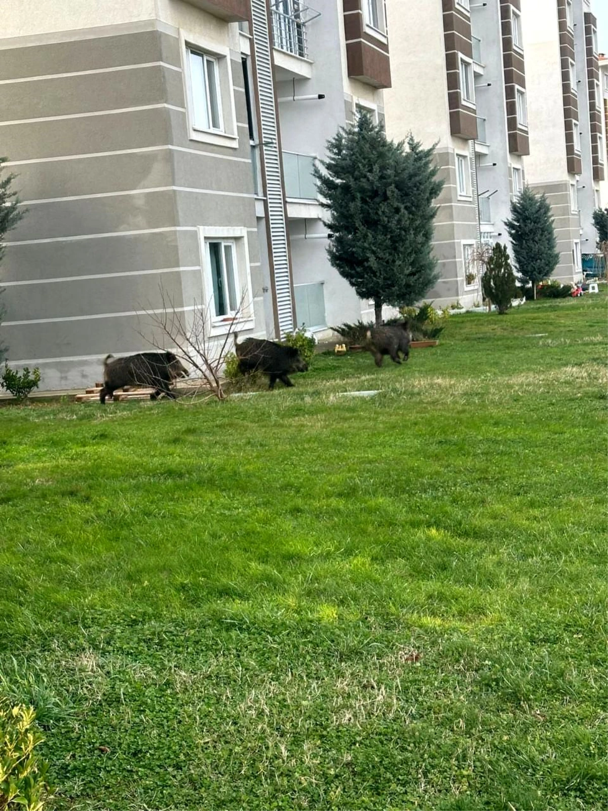 İstanbul Çatalca\'da aç kalan domuzlar bir siteye girdi