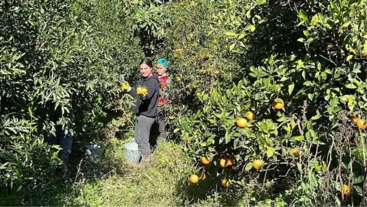 Bodrum Mandalinasının Hasadı Başladı: Fiyatlar Yükseltilmeli