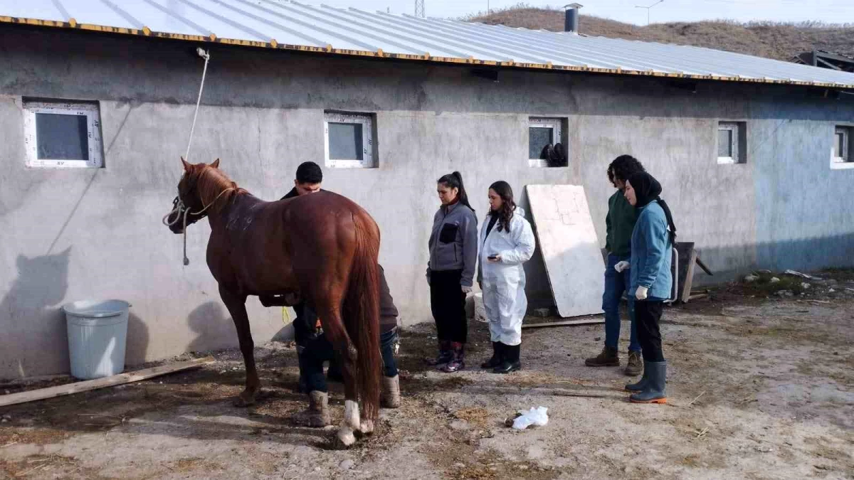Erzincan\'da cirit atları sağlık taramasından geçirildi