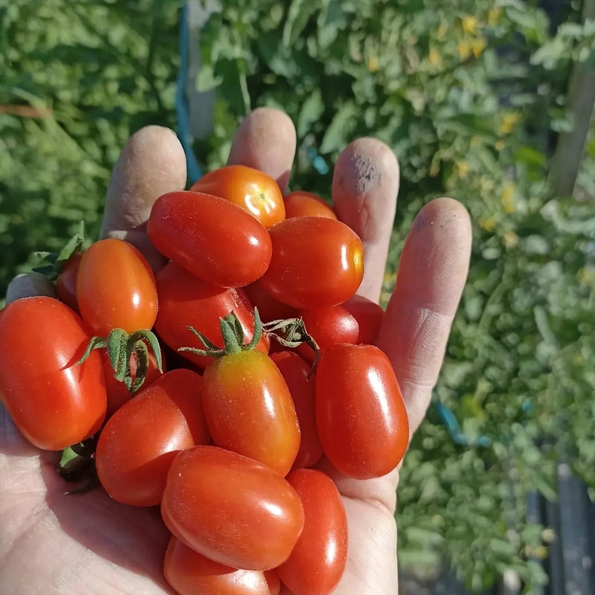 Kayseri\'de Erciyes Yerel Tohum Grubu, 41 bin paketten oluşan çeşitli tohumları ücretsiz dağıtıyor
