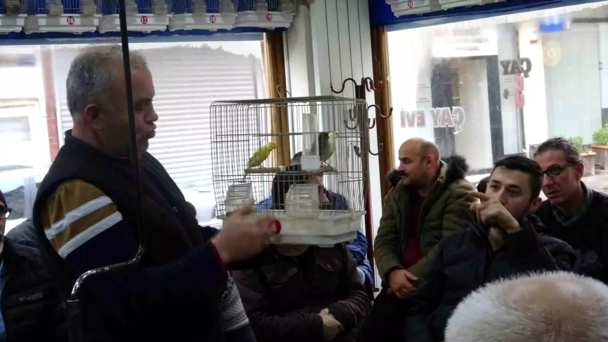Kütahya\'da Serinofil Derneği Üyeleri Tarafından Yetiştirilen Kuşlar Mezatla Satılıyor