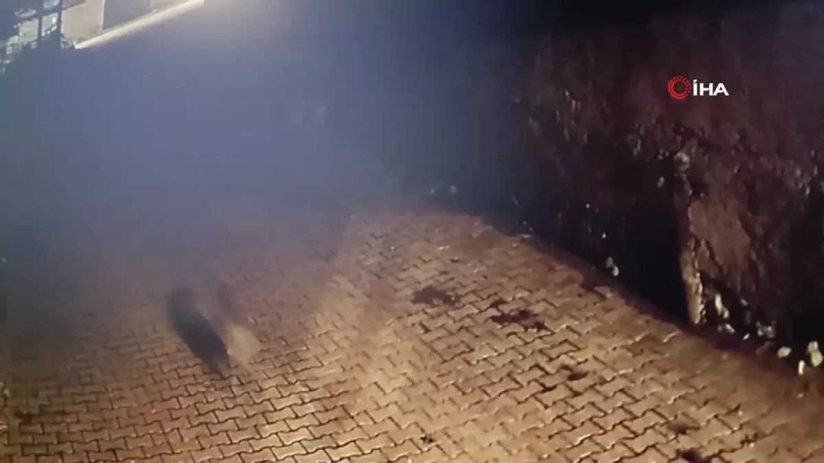 Mahalleye gelen kurdu sokak köpekleri böyle kovaladı