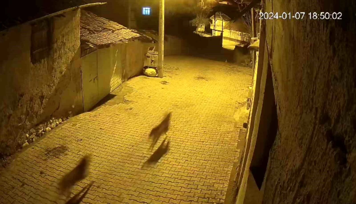 Sungurlu\'da aç kalan kurt, sokak köpekleri tarafından kovalandı