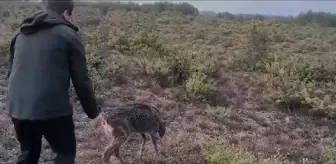 Safranbolu'da sulama kanalına düşen karaca yavrusu kurtarıldı