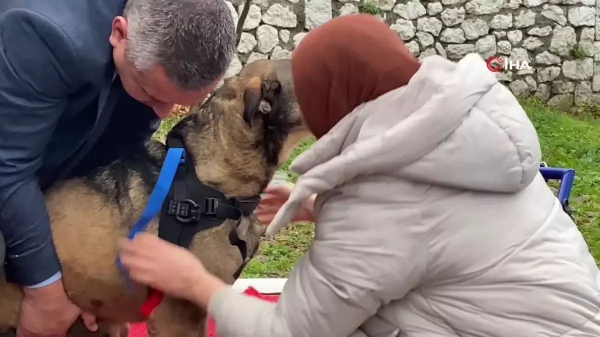 Arabanın çarptığı sokak köpeği gönüllülerin desteği ile hayata tutundu