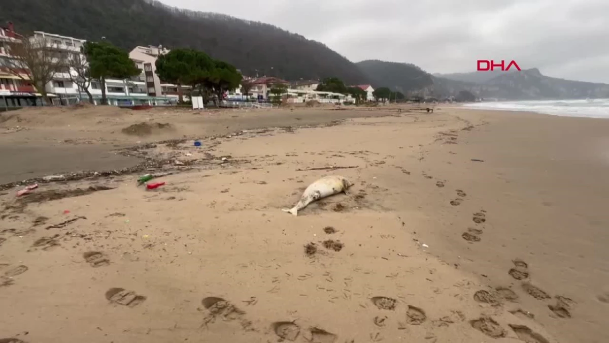 BARTIN\'ın İnkum tatil beldesinde ölü yunus kıyıya vurdu