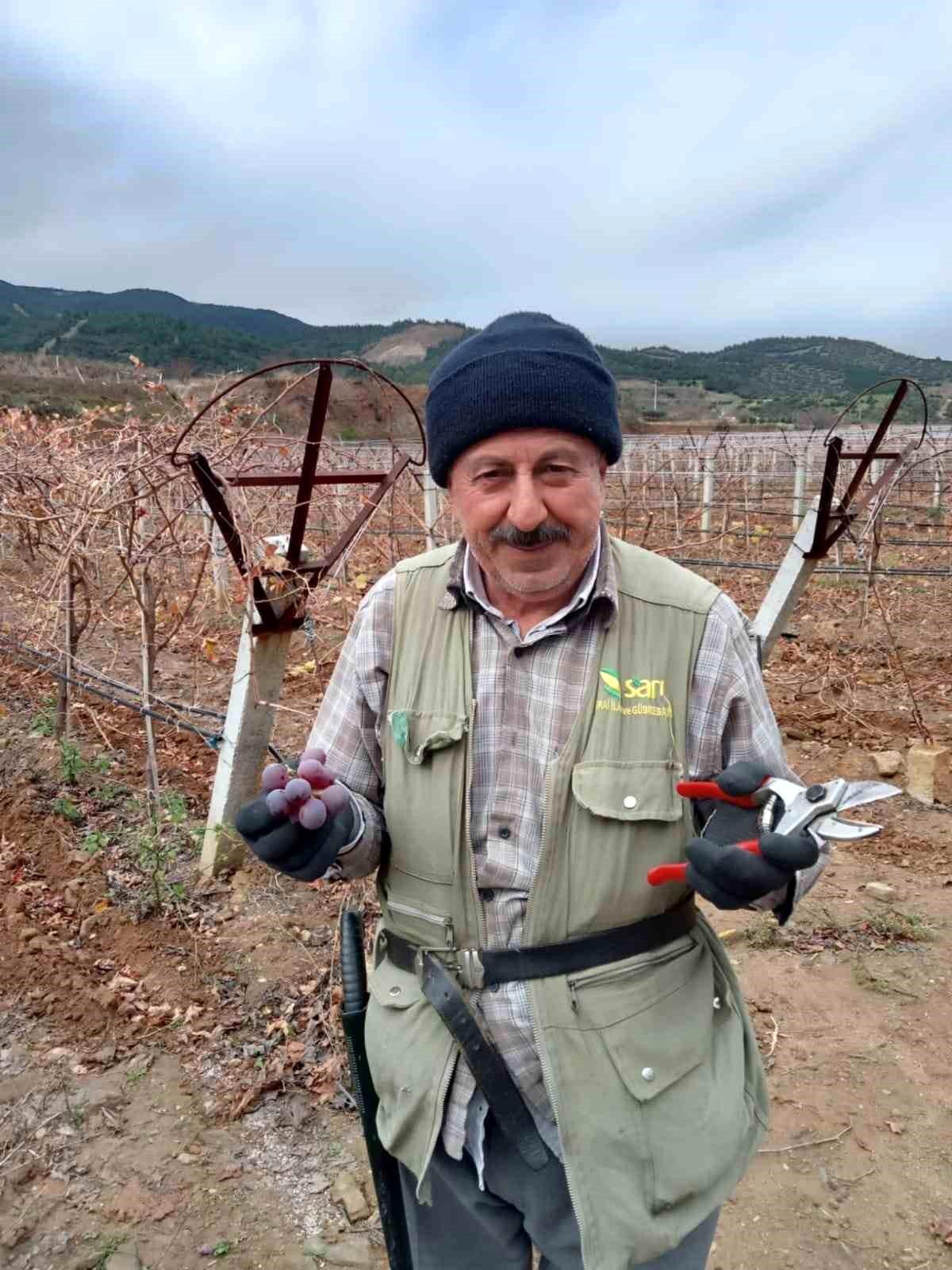 Sarıgöl\'de Bağcılar Arasında Çoban Üzümü Keyfi