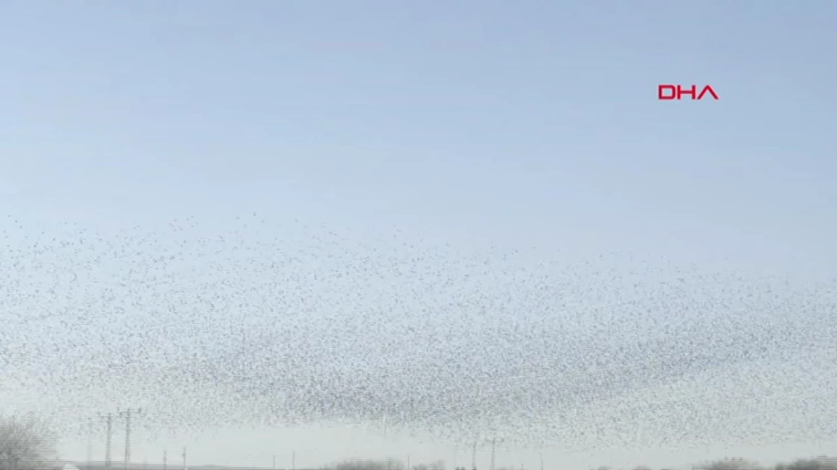 Diyarbakır\'da Binlerce Sığırcık Kuşunun Oluşturduğu Görsel Şölen