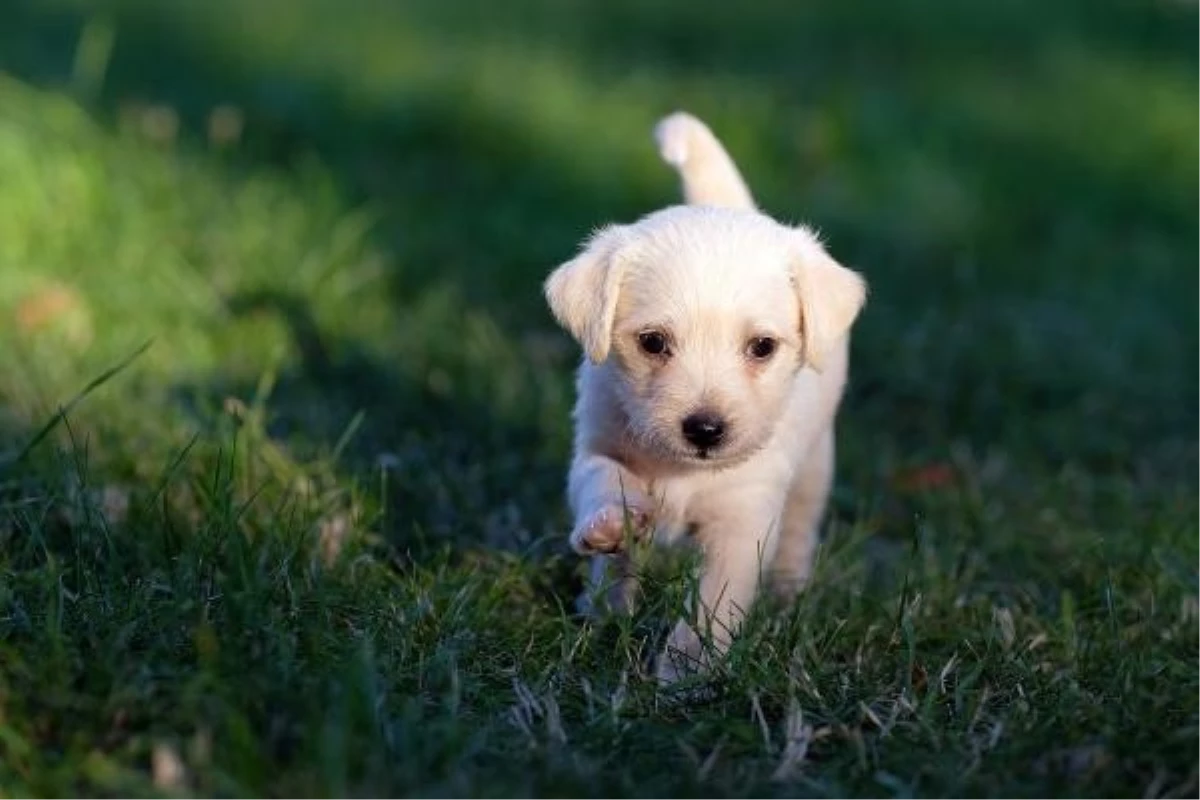 Güney Kore, Köpek Eti Endüstrisini Yasakladı