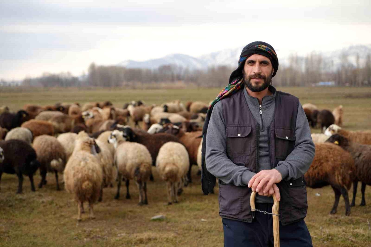 Muş\'ta kar yağmaması hayvancılık yapanları sevindirdi