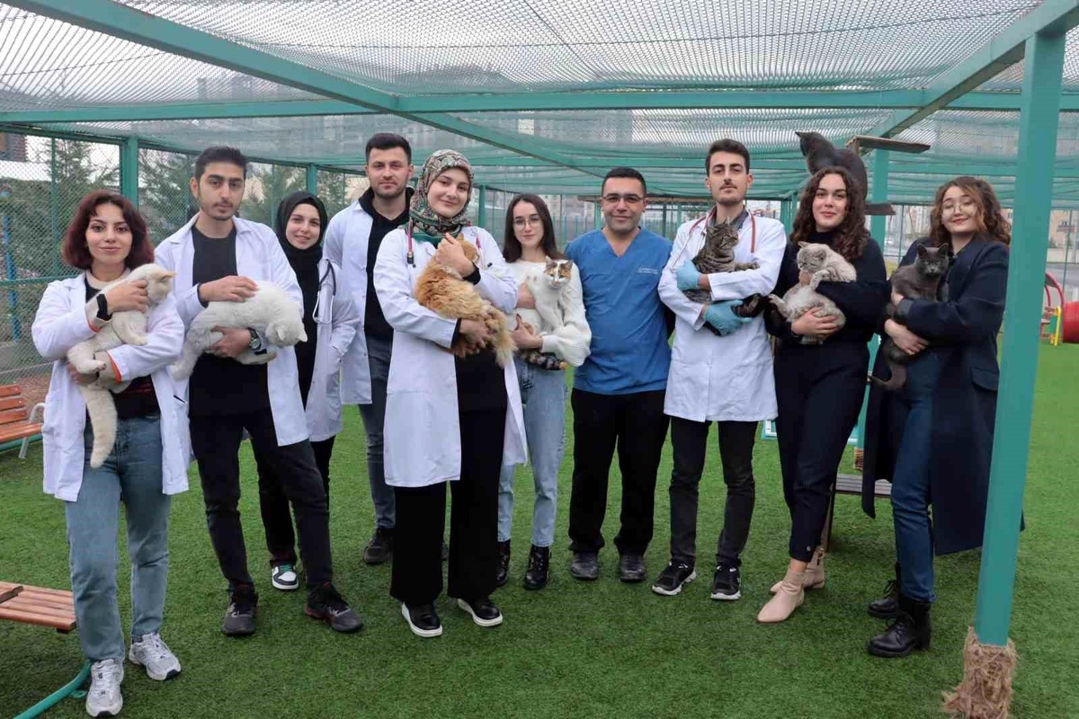 Kayseri\'de Veteriner Fakültesi Öğrencileri Kedi Kasabasında Kedilere Bakım Yapıyor