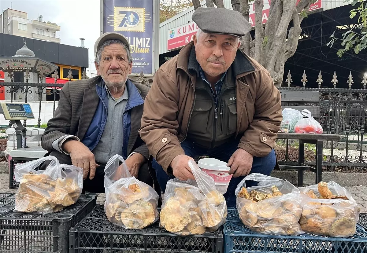 Antalya\'da Kanlıca Mantarı Kilosu 150 Liradan Satılıyor