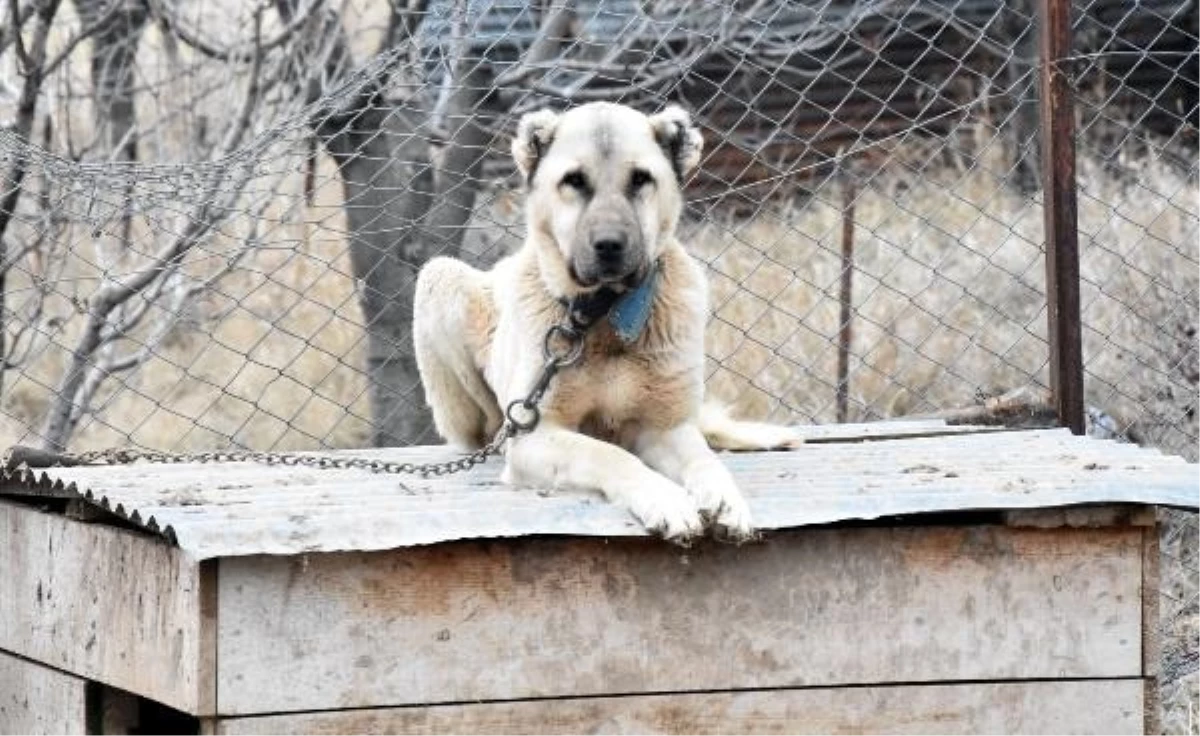 Sivas\'ta Kar Yağışı ve Soğuk Hava Beklenmeyince Kangal Köpekleri Kışlık Postlarına Bürünemedi