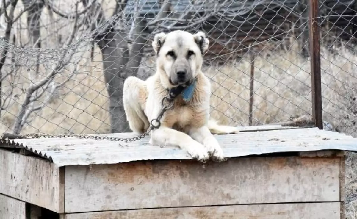 Sivas\'ta Kar Yağışı ve Soğuk Hava Beklenmeyince Kangal Köpekleri Kışlık Postlarına Bürünemedi