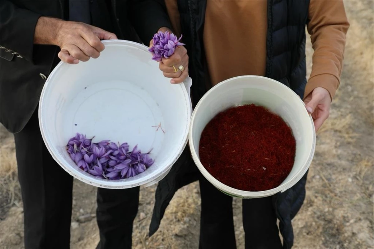 Eskişehirli Kadın Çiftçi Tarım Bakanlığından Destek Alarak Safran Üretimine Devam Ediyor