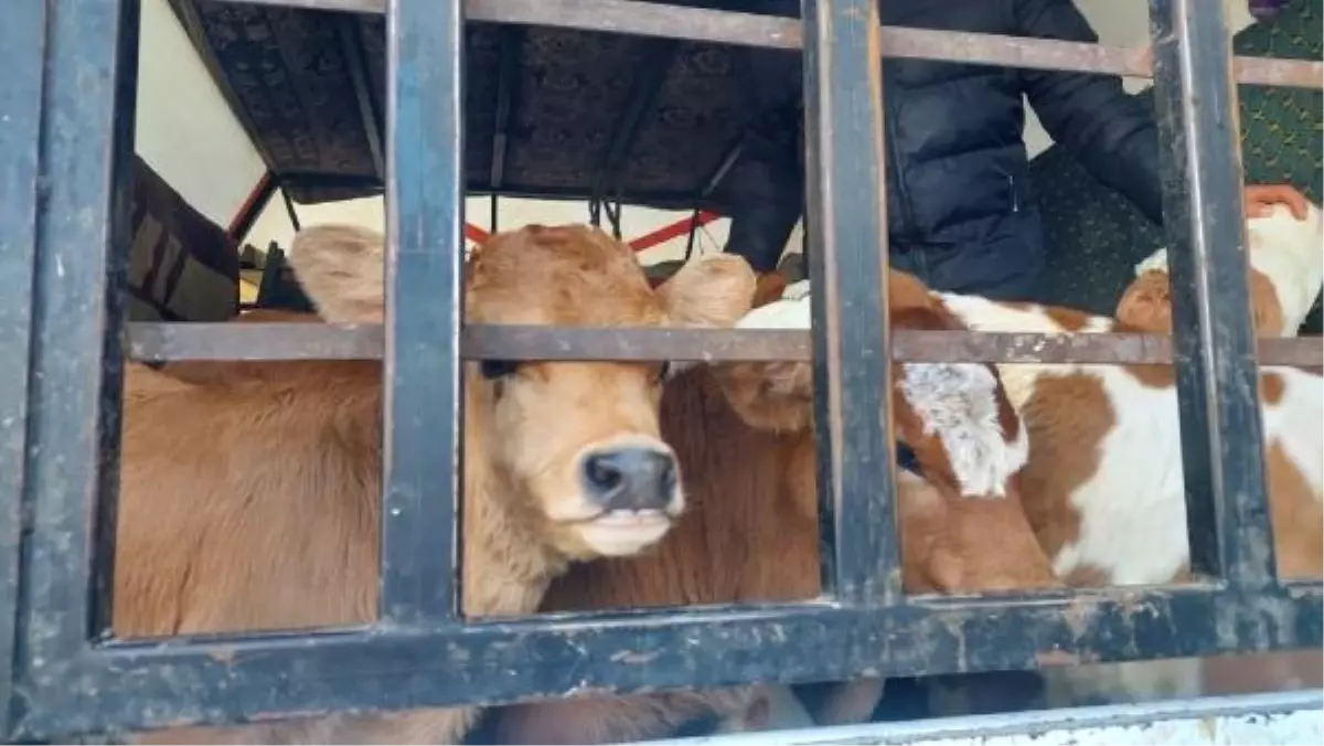 Muğla'da Büyükbaş Hayvan Satışı İçin Gelen 3 Besici Gasbedildi