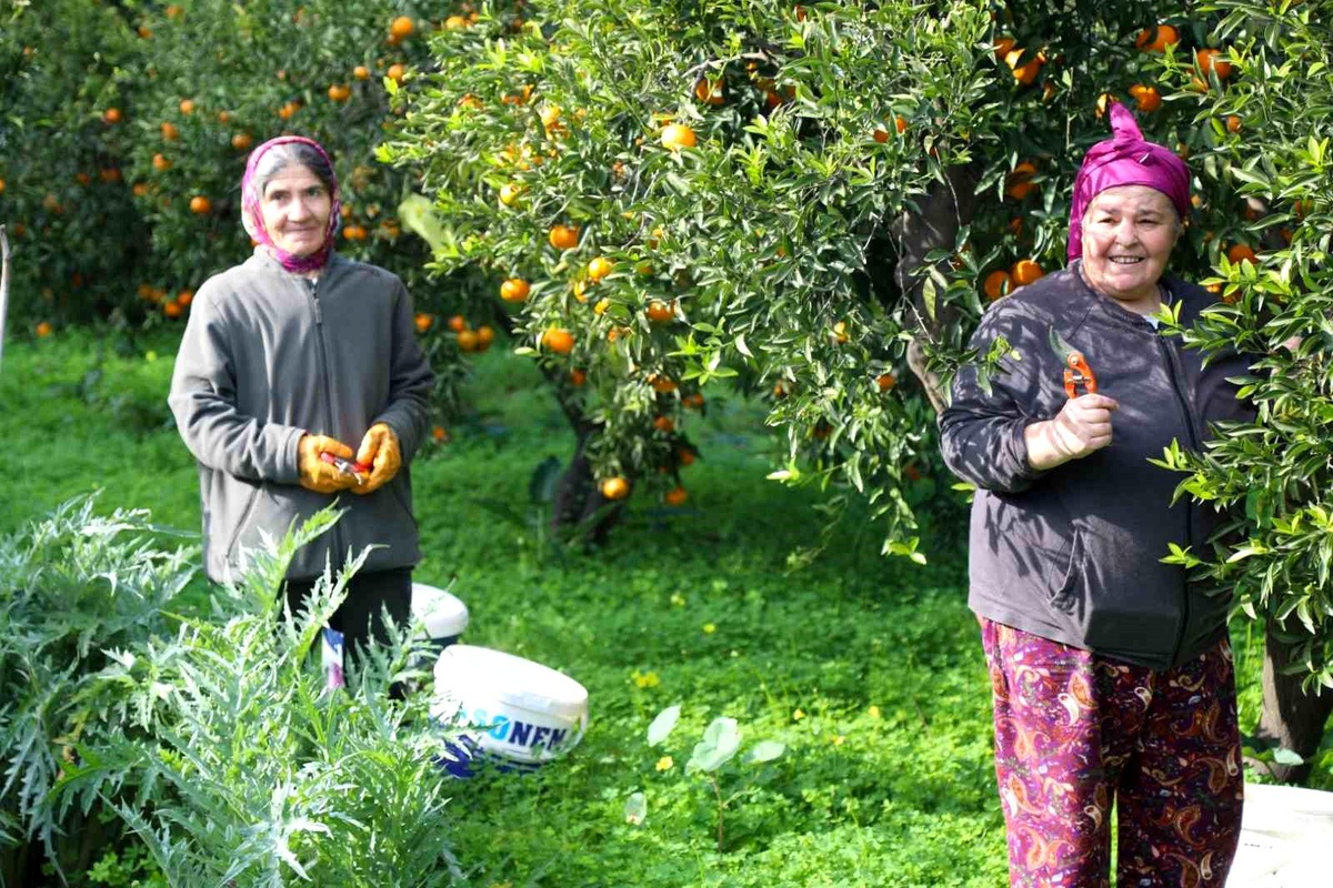 Bodrum Belediyesi, Coğrafi İşaretli Bodrum Mandalini Üreticilerinden Alımlar Yapıyor