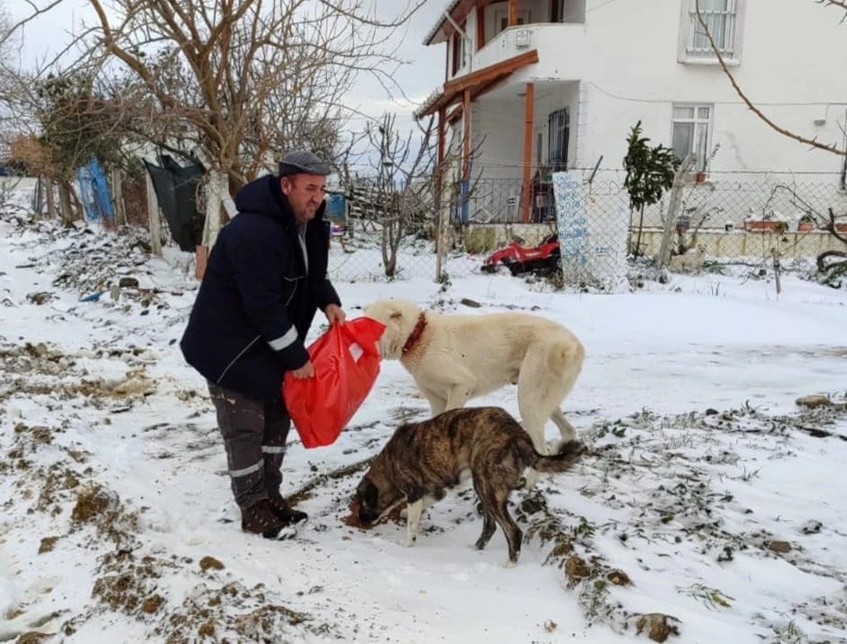 Çanakkale\'de Belediye Ekipleri Sahipsiz Hayvanları Besledi