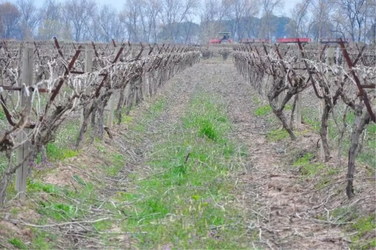 İzmir ve İlçelerinde Zirai Don Uyarısı