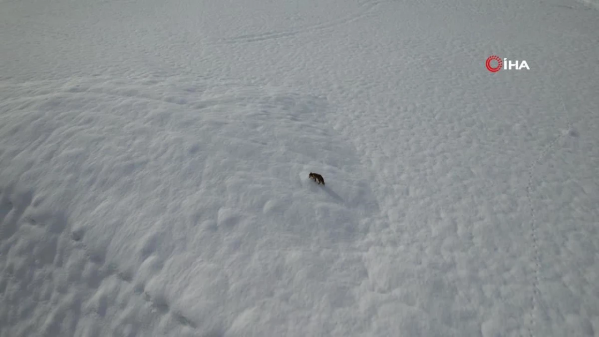 Karda yiyecek arayan tilki dron kamerasına takıldı