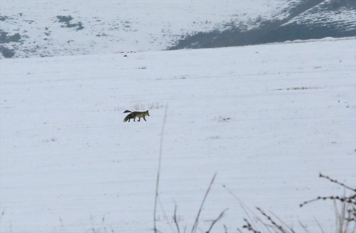 Kars\'ta Kar Yağışı Sonrası Yiyecek Bulmakta Güçlük Çeken Tilkiler Avlanırken Görüntülendi