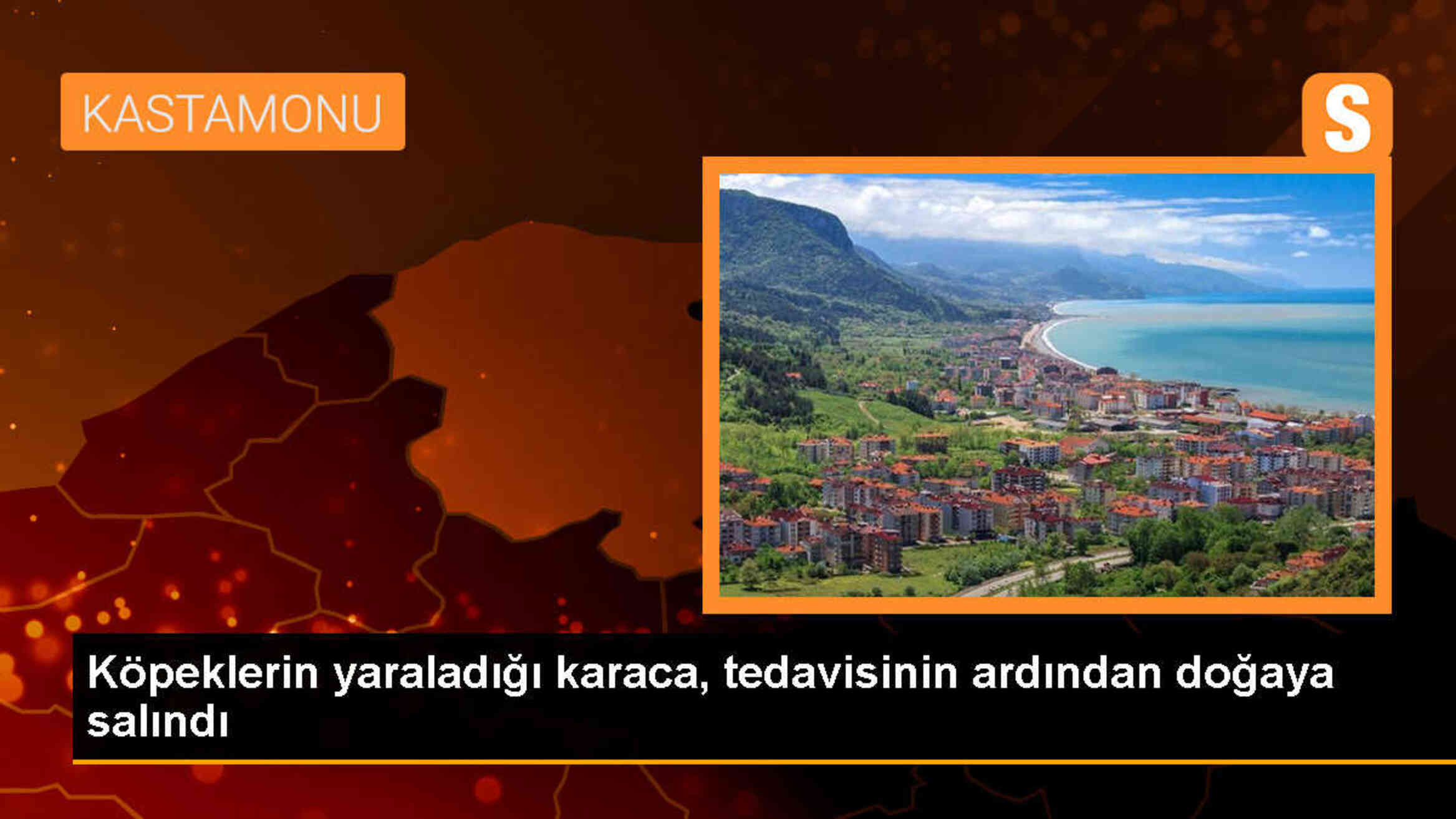 Köpeklerin saldırısına uğrayan karaca tedavi edilerek doğaya salındı
