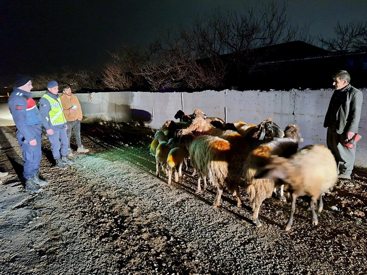 Malatya\'da Kaybolan 15 Küçükbaş Hayvan Bulundu