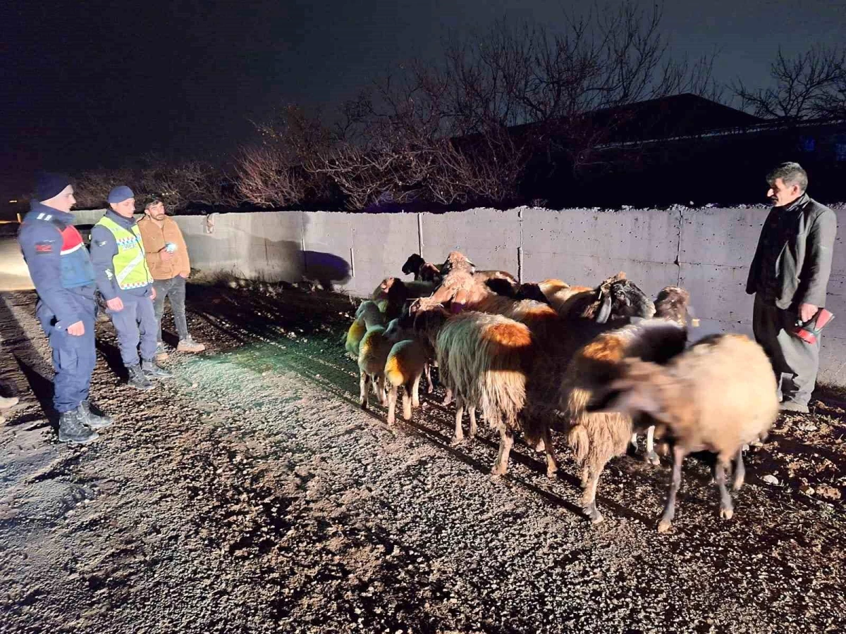Malatya\'da kayıp koyunlar jandarma tarafından bulundu