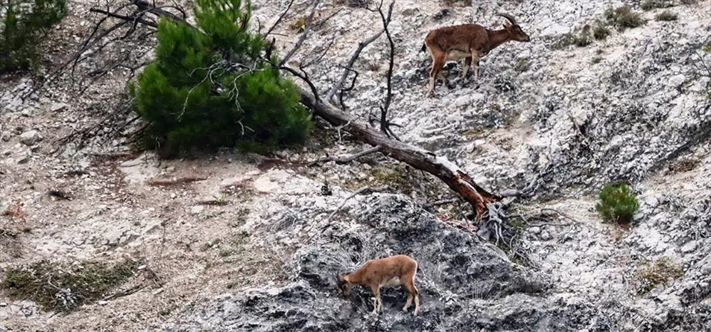 Ordu ve Tokat\'ta Yaban Keçisi Popülasyonunda Artış Tespit Edildi