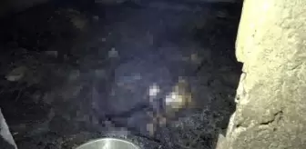 Karasu'da çıkan yangında 9 büyükbaş hayvan öldü
