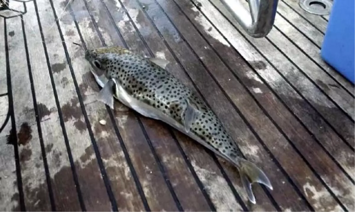 Balon Balığıyla Mücadelede 1 Milyon 250 Bin Lira Destek Ödemesi Yapıldı