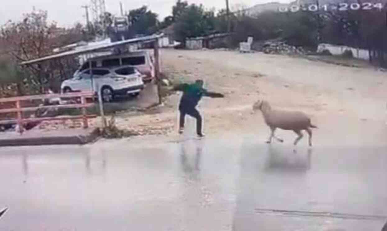 Yolun karşısına geçmeye çalışan yayaya koç saldırdı! O anlar kamerada Yolun karşısına geçmeye çalışan yayaya koç saldırdı! O anlar kamerada