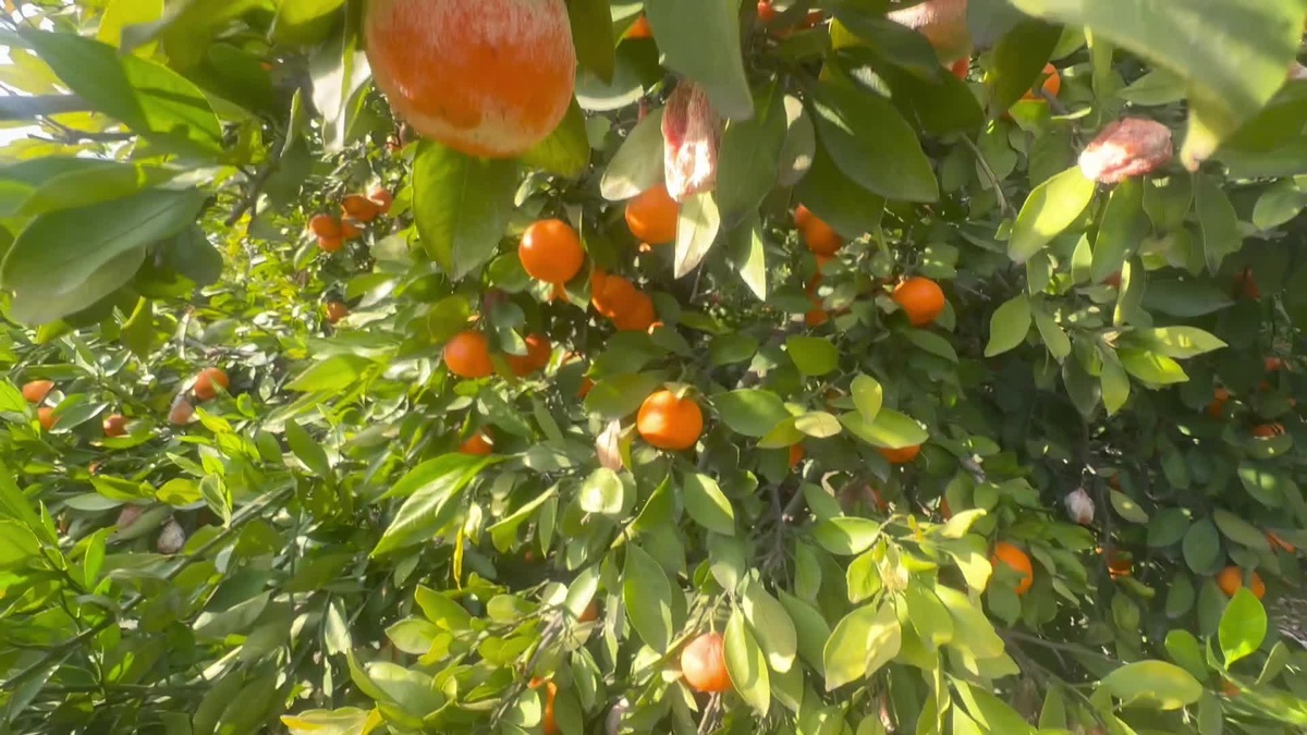 Adana\'da 500 Ton Mandalina Dalında Çürümeye Terk Edildi