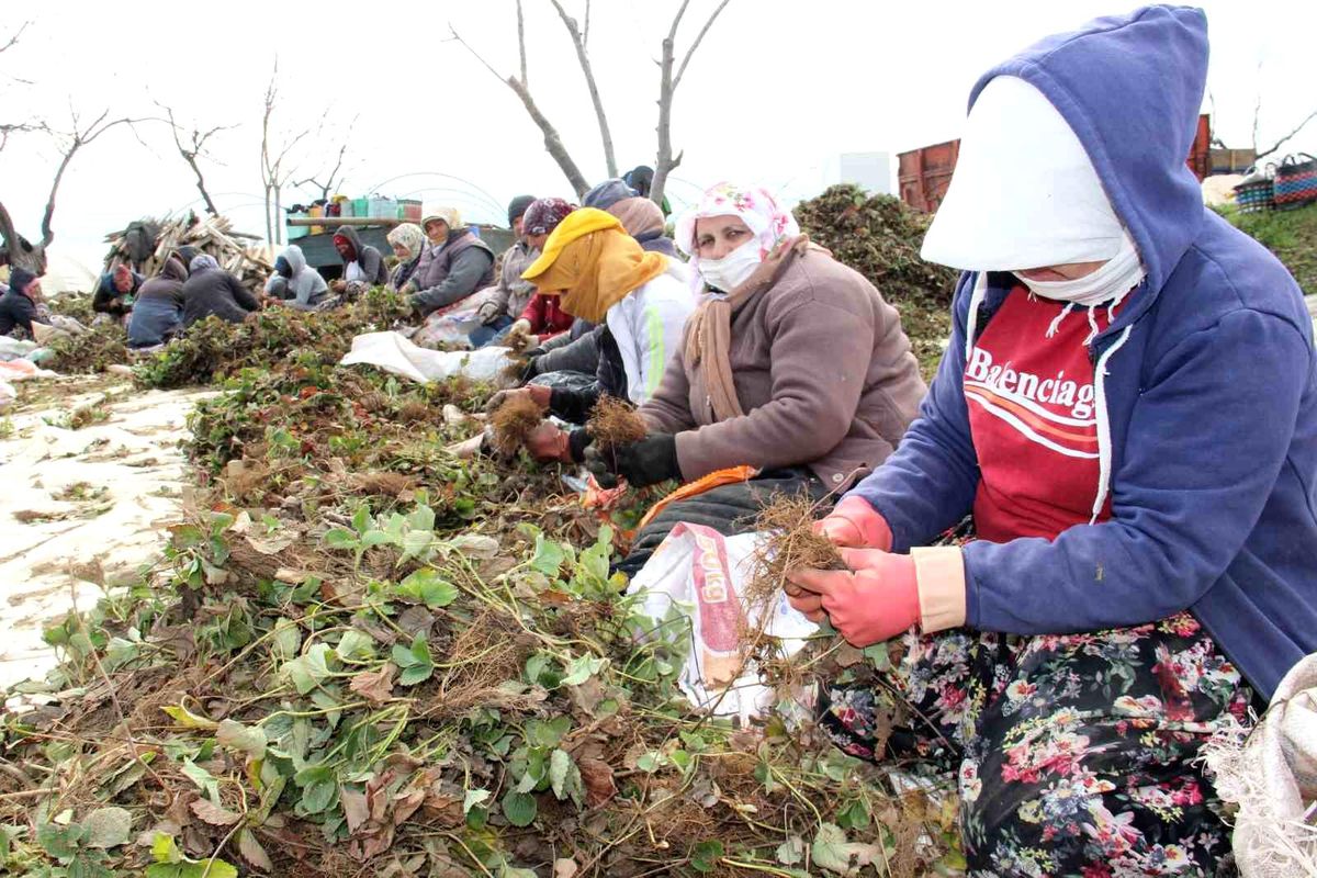 Aydın\'da Tarımsal Desteklemelerde 19 Milyar TL Aşıldı