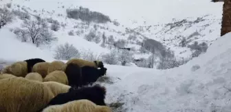 Van'da Kar Yağışı Yolları Kapattı