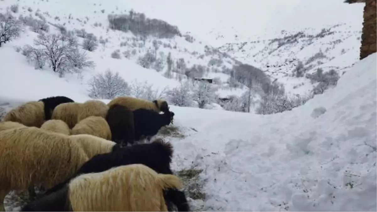 Van'da Kar Yağışı Yolları Kapattı