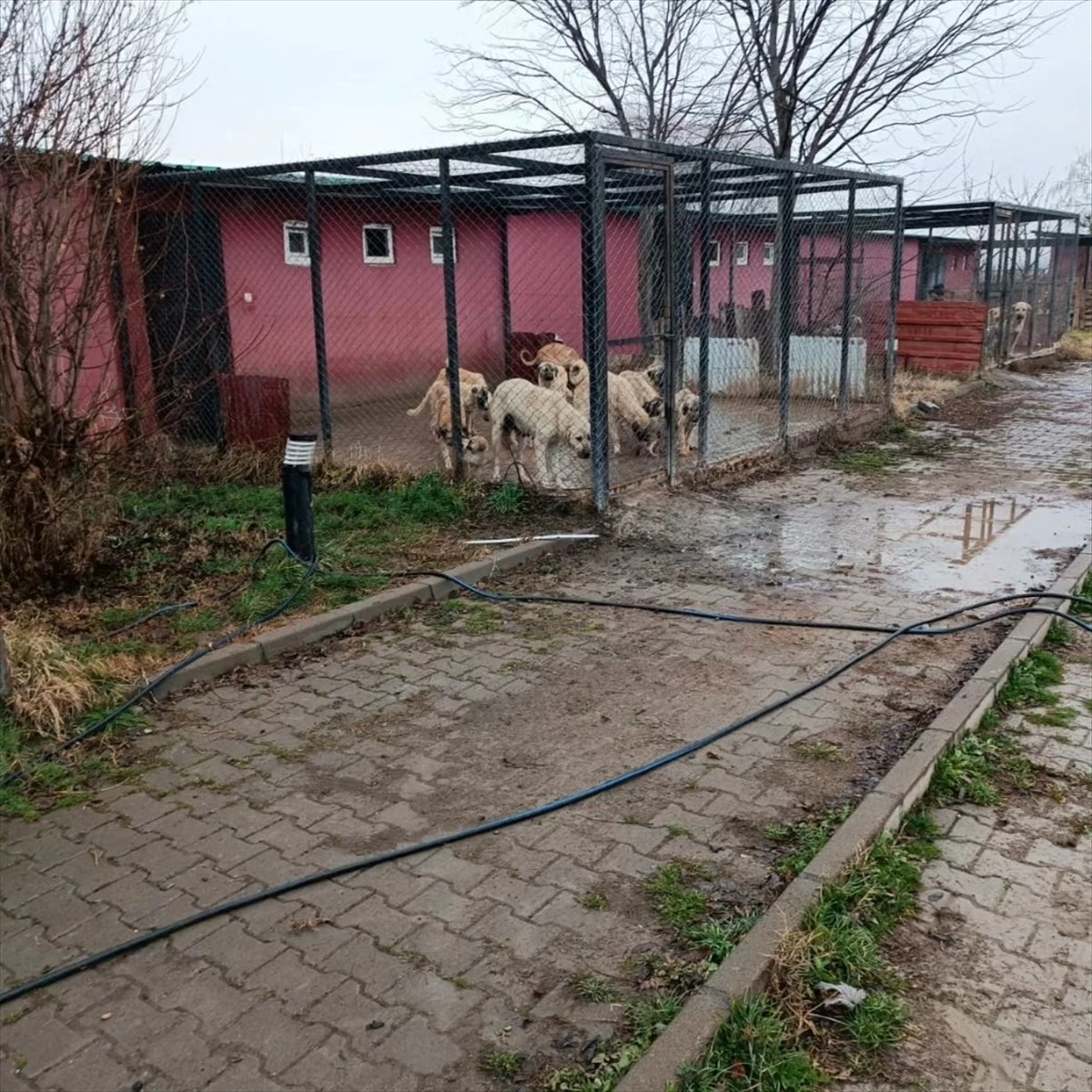 Bingöl\'de bakıma muhtaç köpek ve 9 yavrusu koruma altına alındı