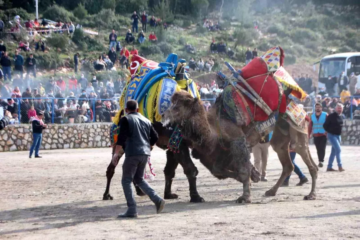 Bodrum Deve Güreşi Festivali Kortej Yürüyüşüyle Başlıyor