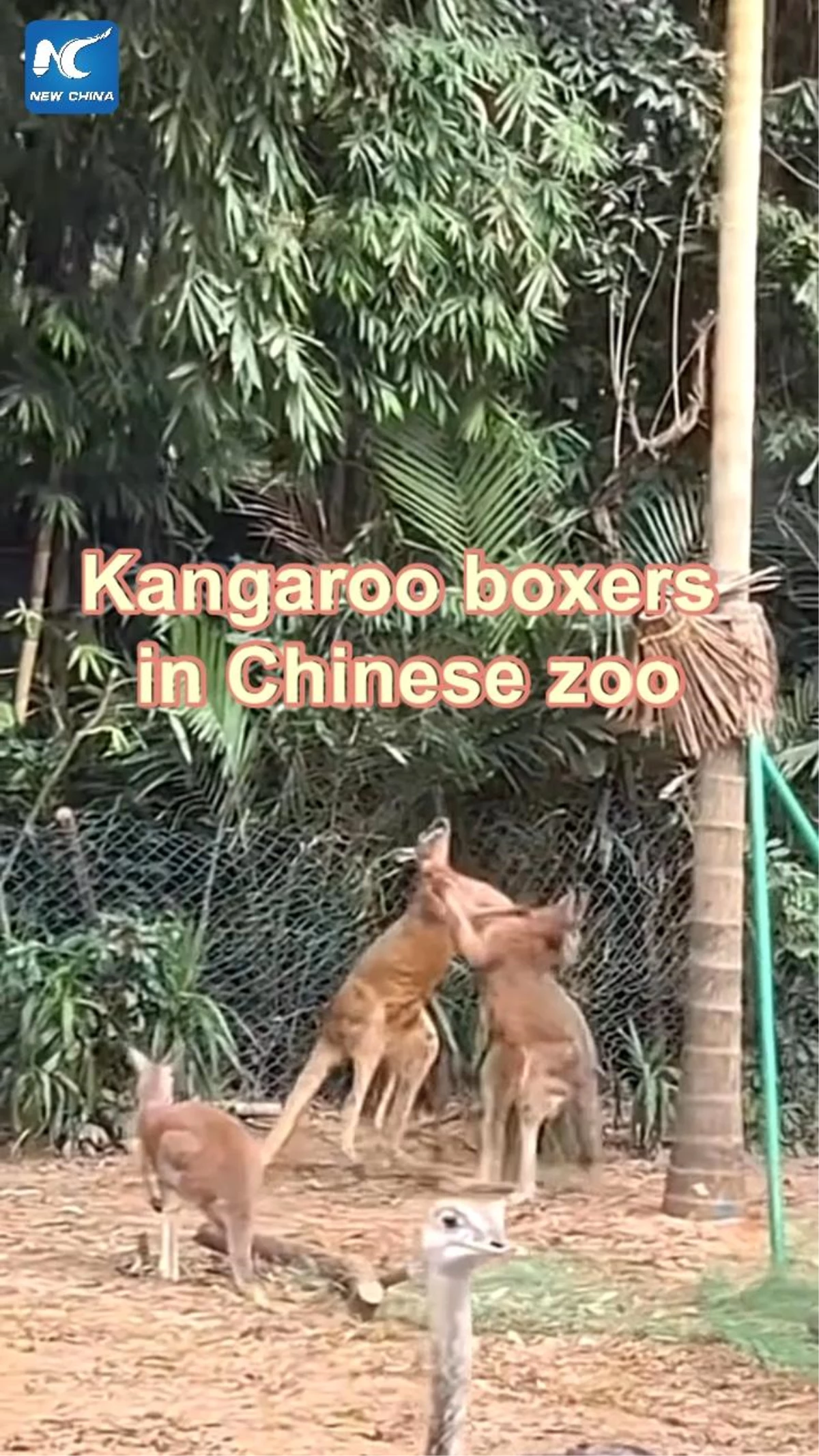 Çin\'deki bir hayvanat bahçesinde kangurular arasında kavga çıktı