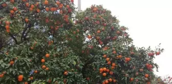 Çukurova'da Yol Kenarlarında Yetişen Turunçlar Ekonomik Olarak Satışa Sunulmuyor