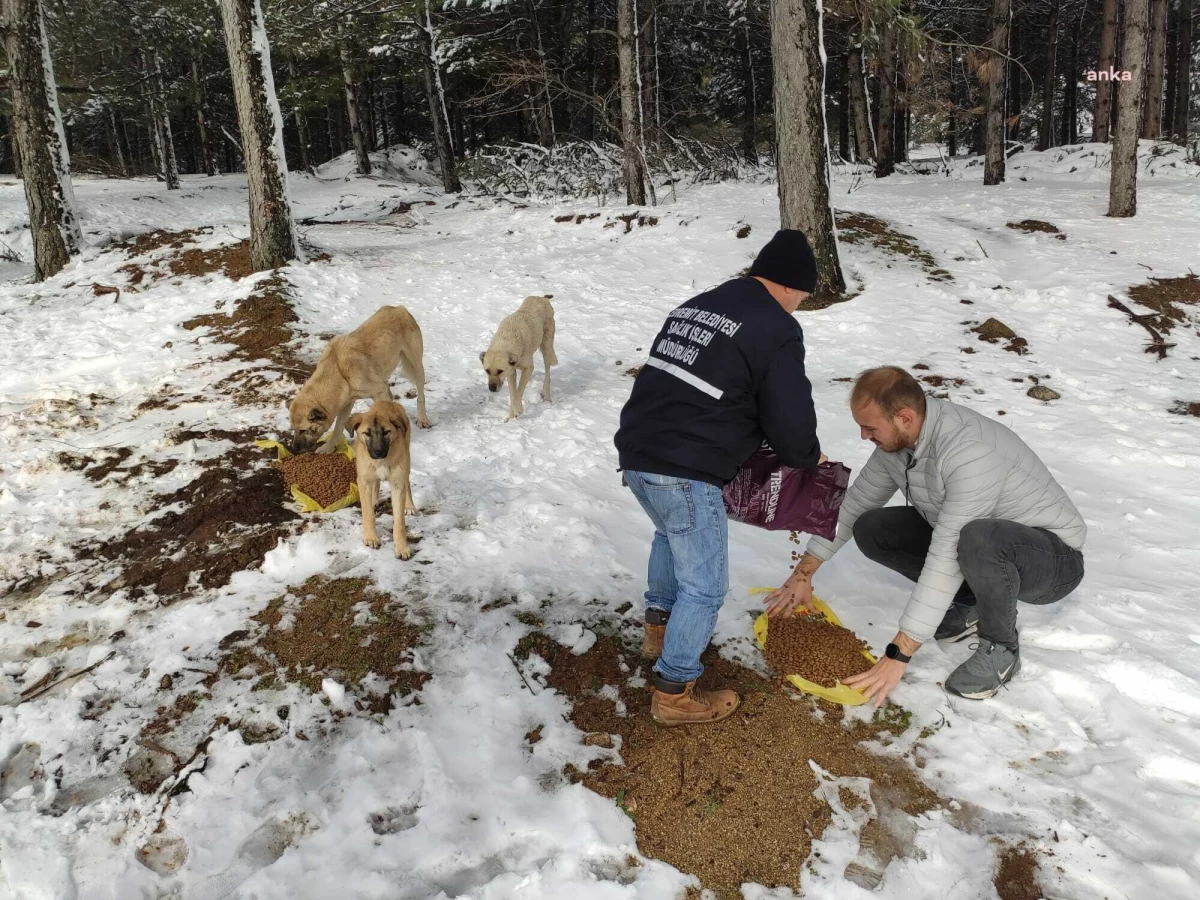 Edremit Belediyesi, Hanlar bölgesindeki sokak hayvanlarına mama dağıttı