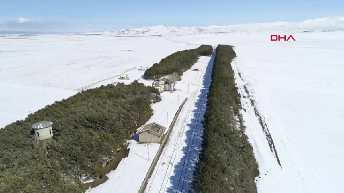 Kars\'ta 53 yıl önce dikilen 15 bin sarıçam fidanı kurumaya başladı