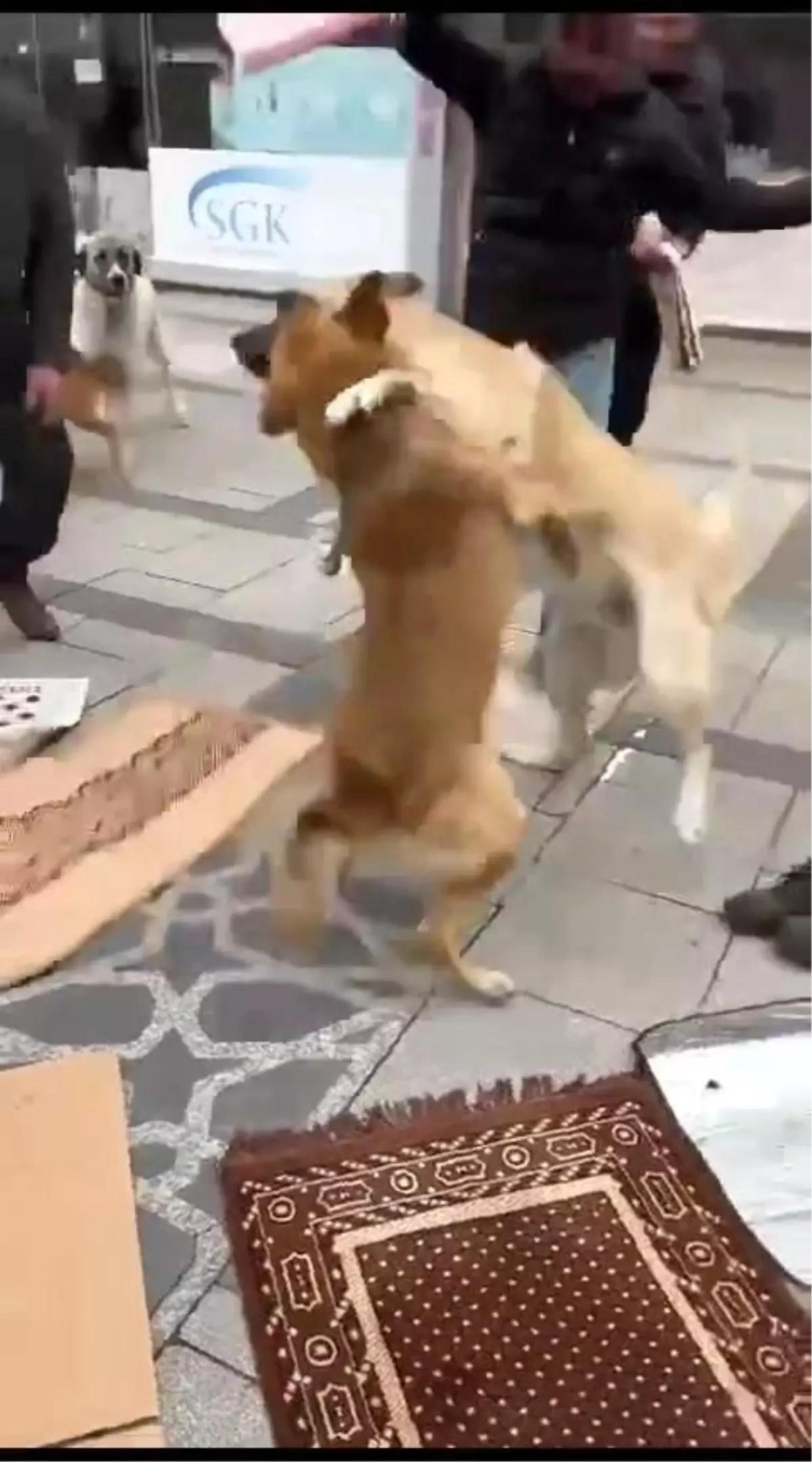 Rize\'de Cuma namazı sırasında sokak köpekleri arasında kaldılar