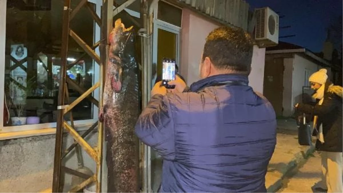 Edirne\'de 2 Metre Boyunda 71 Kilo Yayın Balığı Avlandı