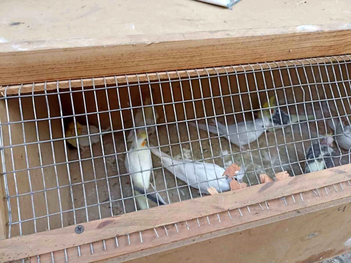Osmaniye\'de Yasak Kuş Satışına İdari Para Cezası