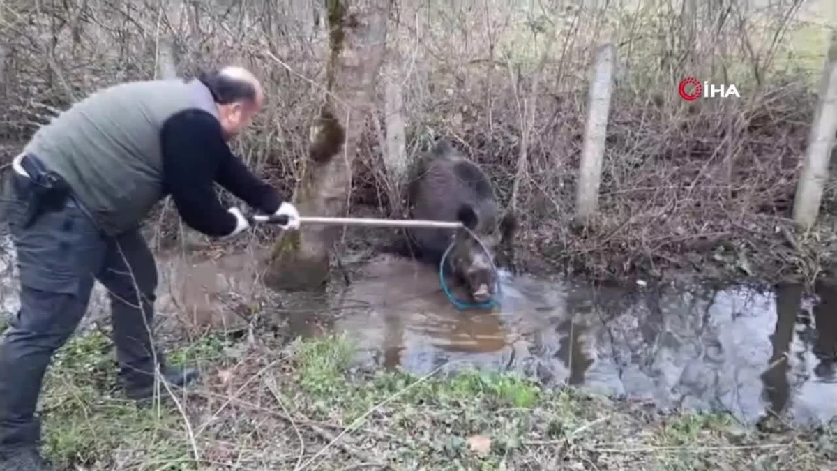 Tuzağa yakalanan domuz kurtarıldı