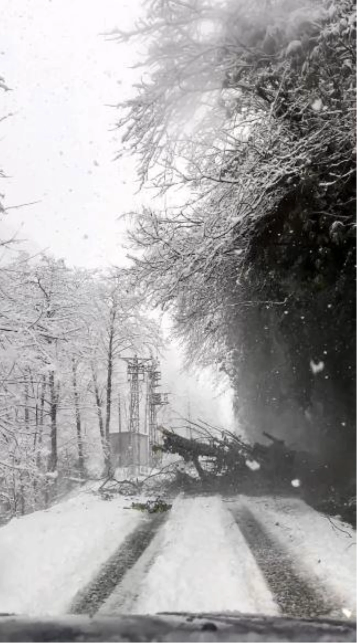 Artvin\'de Kar Nedeniyle Ağaç Yola Düştü, Sürücü Saniyelerle Kurtuldu
