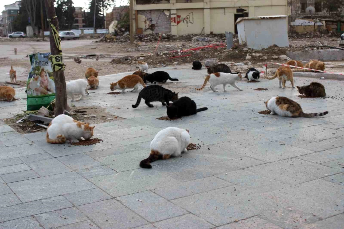 Depremin Vurduğu Hatay\'da Sokak Hayvanlarına Yardımsever Hakan Yavuz Umut Oldu